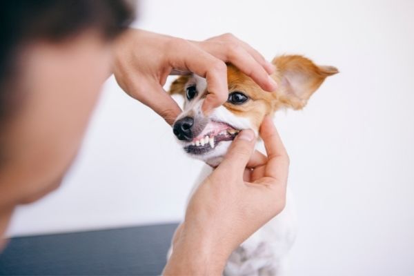 Man Checking Dogs Teeth