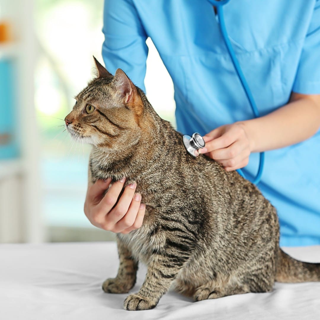 Veterinarian Doctor Checking Cat at Vet Clinic
