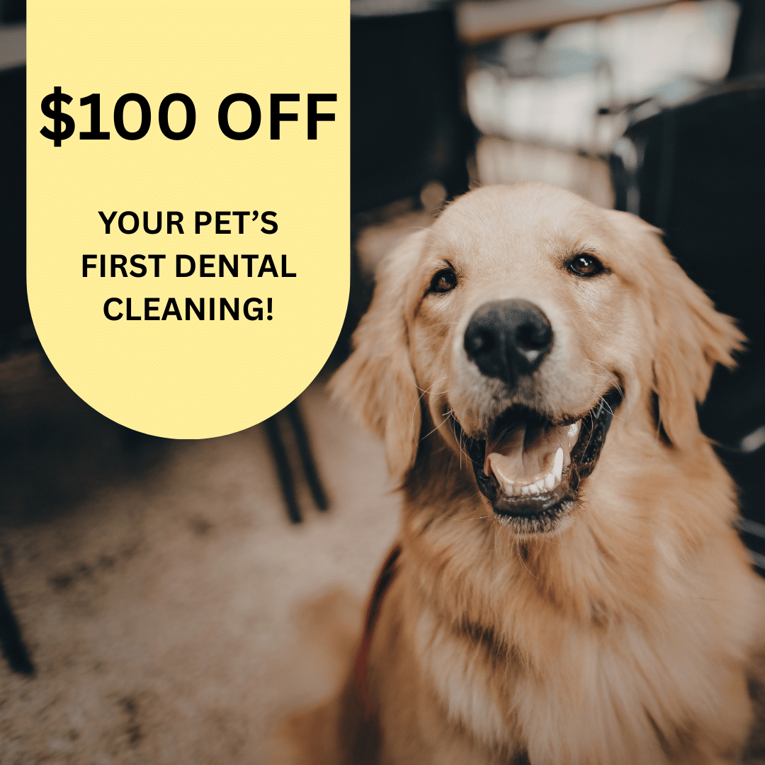 Animal Dental Clinic