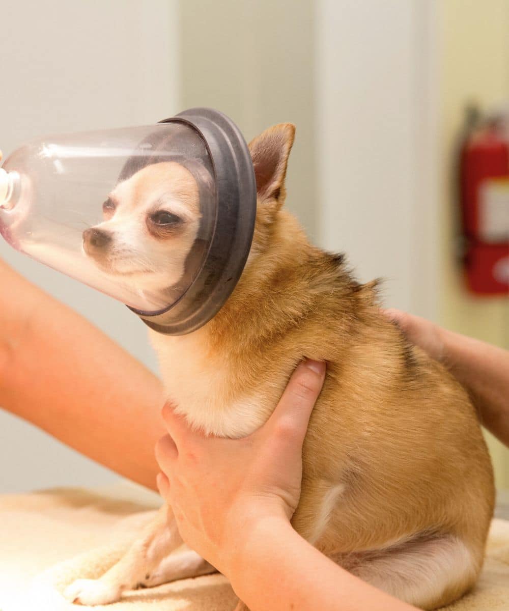 Dog receiving anesthesia at clinic