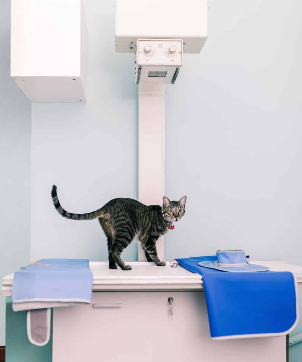 Cat over a x-ray machine in a veterinary clinic