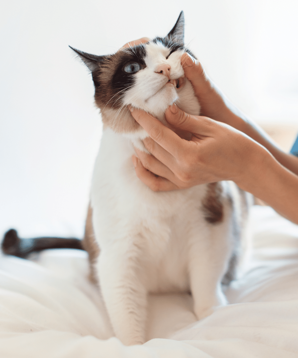 Vet examining cat’s teeth for dental health