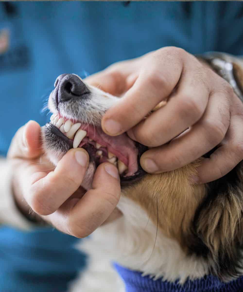A person is examining a dog's teeth