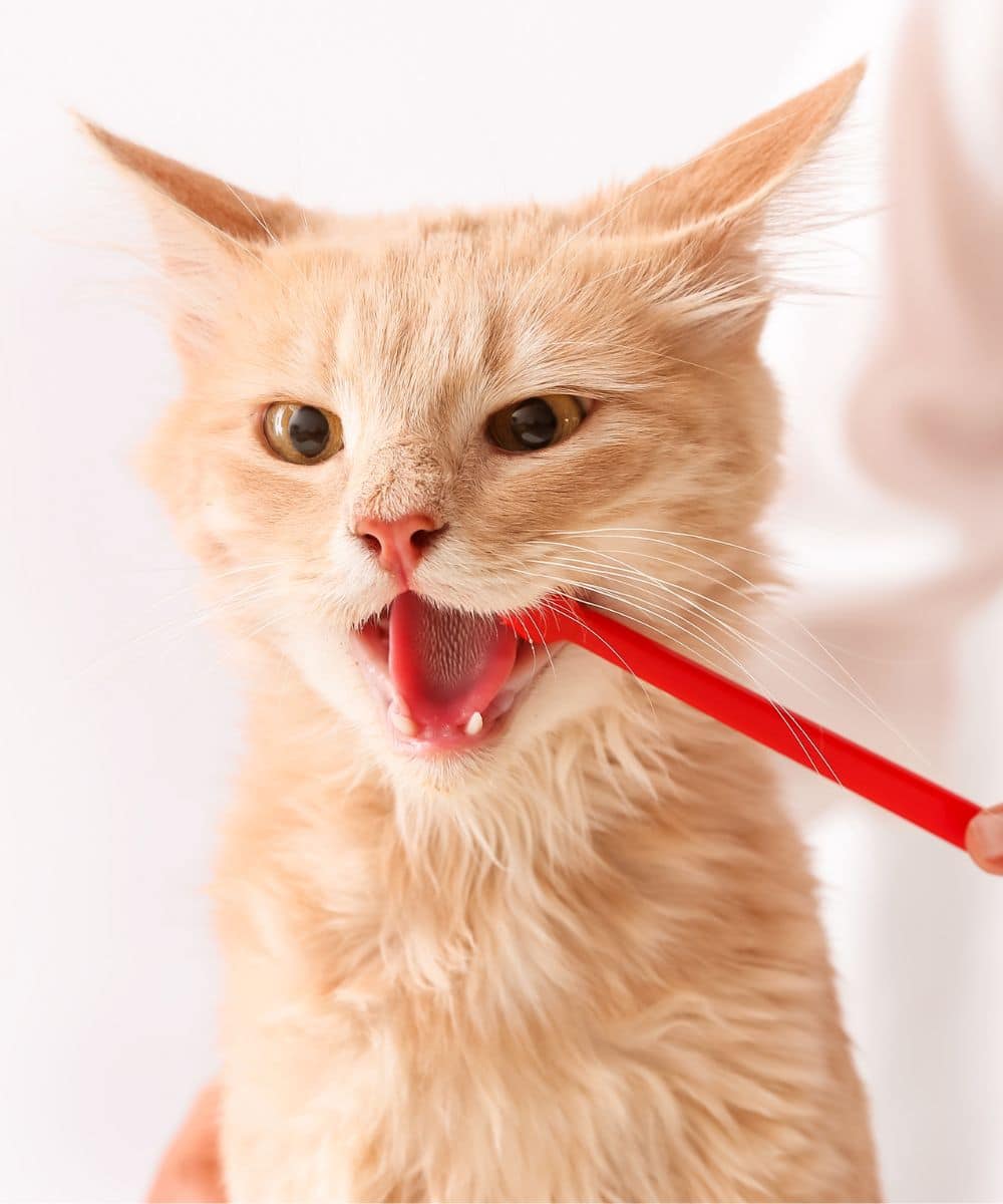 Veterinarian brushing cat's teeth in clinic