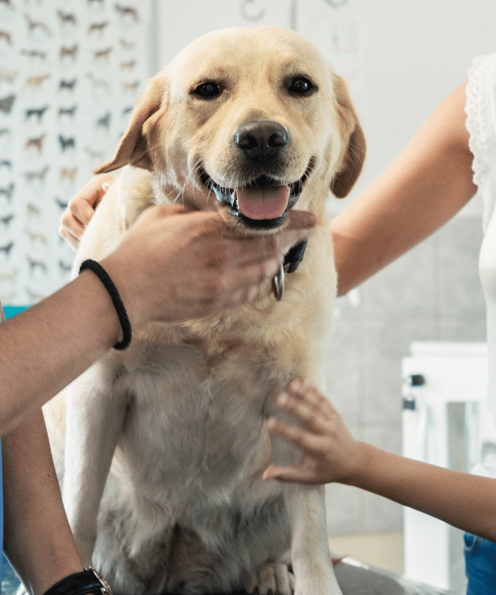Dog dental exam for tooth fracture at clinic